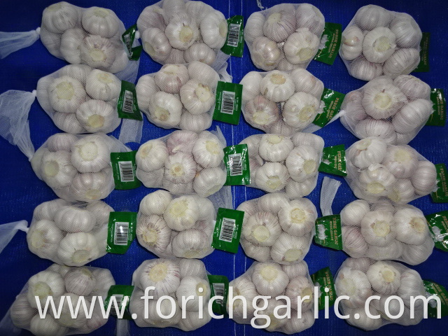 Normal White Garlic Crop 2019